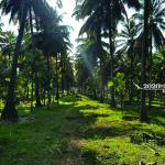 Gramam Coconut Farm Anaimalai